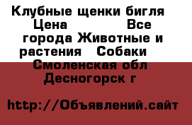 Клубные щенки бигля › Цена ­ 30 000 - Все города Животные и растения » Собаки   . Смоленская обл.,Десногорск г.